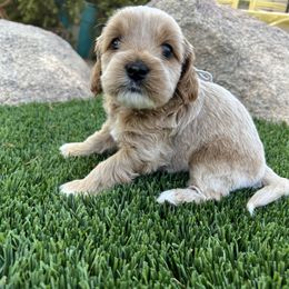 Boy 1 - Buff and white Cockapoo puppy in Peoria, Arizona from Frosty Acres Cockapoos and Doodles