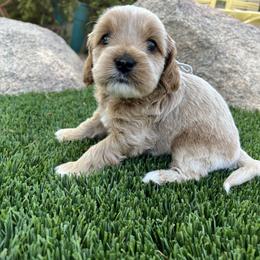 Boy 1 - Buff and white Cockapoo puppy in Peoria, Arizona from Frosty Acres Cockapoos and Doodles