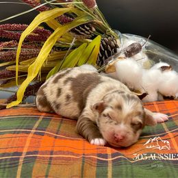 RMF - Red merle female Australian Shepherd puppy in Thornton, Colorado from 303 Aussies