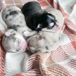 Pomsky Puppies from Pomsky Playpen