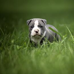 American Staffordshire Terrier Puppies from Ynez Amstaffs