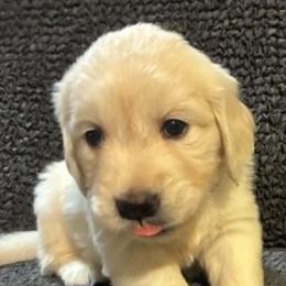 Sky - Light golden female Golden Retriever puppy in Phoenix, Arizona from Ashrose Kennels