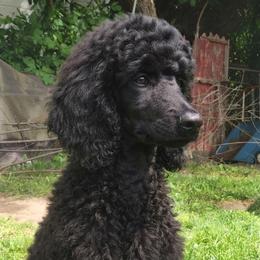 Lady (Standard Poodle) - Poodle
