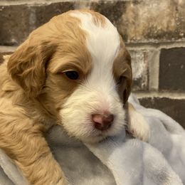 Boy 4 - Bernedoodle puppy in Lacey’s Spring, Alabama from Daisy's Doodles