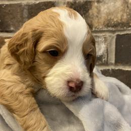 Boy 4 - Bernedoodle puppy in Lacey’s Spring, Alabama from Daisy's Doodles