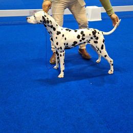 Carol - Dalmatian