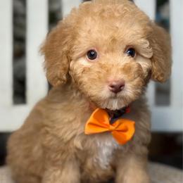 Blaire - Red  female Goldendoodle puppy in Yuciapa, California from AlltheDoodlez_