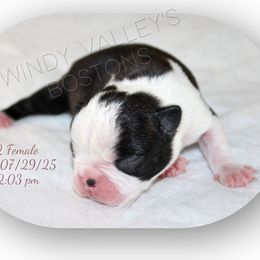 Boy 3 - Black and white male Boston Terrier puppy in North Central, Vermont from Windy Valley’s Bostons