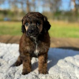 Sola - Brindle female Poodle puppy in Troy, Alabama from Redmond Rose Kennel