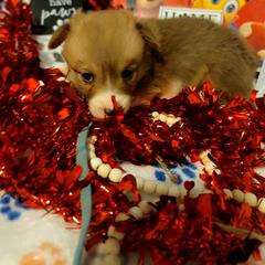 Blue - White and red male Pembroke Welsh Corgi puppy in Aleppo, Pennsylvania from Donna's Corgis