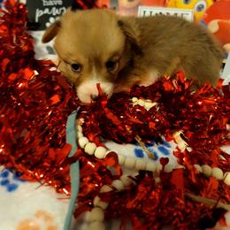 Blue - White and red male Pembroke Welsh Corgi puppy in Aleppo, Pennsylvania from Donna's Corgis