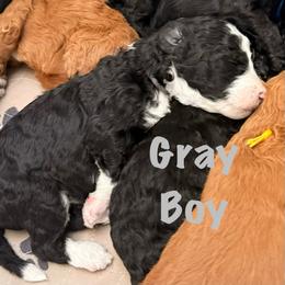 Grey Boy - Black and white male Bernedoodle puppy in Moulton, Alabama from Triple W Doodles