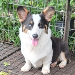 Cowboy - Pembroke Welsh Corgi