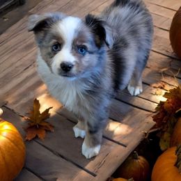 Bronko - Toy Australian Shepherd