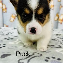 Puck - Black and tan male Pembroke Welsh Corgi puppy in Manchester, Kentucky from Riverside Corgis