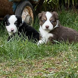 Miniature Australian Shepherd and Toy Australian Shepherd Puppies from Crooked Oak Aussies