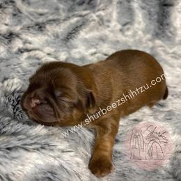 Shih Tzu Puppies from Shurbeez Shih Tzu