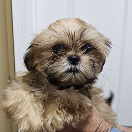 Faye - Liver Shih Tzu puppy in Middleburg, Florida from Furby Shih Tzu Family & Friends