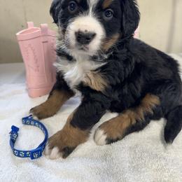 Blue - Black rust and white female Bernese Mountain Dog puppy in Delton, Michigan from Rocky Top Acres