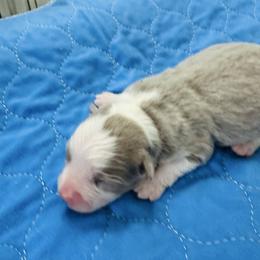 Sunny - Red tri female Miniature Australian Shepherd puppy in Norco, California from Joyfulpuppies