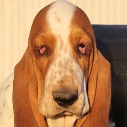 Girl 5 - 🧡 - Basset Hound puppy from Long's Mount Olympus Basset Hounds