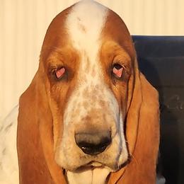 Girl 5 - 🧡 - Basset Hound puppy from Long's Mount Olympus Basset Hounds