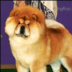 MoJazz - Chow Chow