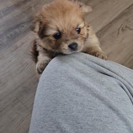 Pomeranian Puppies from Itty bitty friends