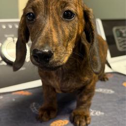 Stanlee - Brindle male Dachshund puppy in Simms, Montana from Simms Ashuelot Kennel