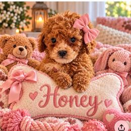 Honey - Red  female Goldendoodle puppy in Cumberland, Rhode Island from minigoldendoodlesofRI