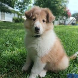 Tucker royal blue - Sable merle and white male Collie puppy in Salem, Indiana from Living Blessed Collies