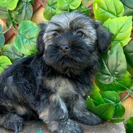 Otis - Black and silver male Havanese puppy in Lancaster, South Carolina from 3 Bs Havanese-PUPPIES with  PURPOSE