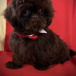 Hershey - Shih Tzu puppy from Bows and Bot Ties