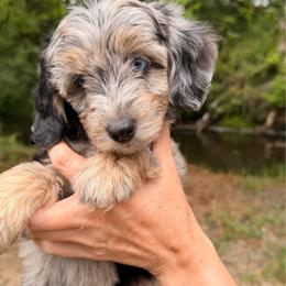 Fiesta - Blue merle female Aussiedoodle puppy in Mulino, Oregon from Korbella Farm