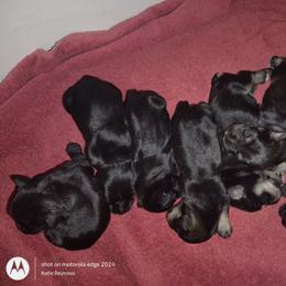 Boy 3 - Black male Miniature Schnauzer puppy in Atascadero, California from Zion Miniature Schnauzers