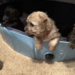 Cairn Terrier Puppies from Cook’s Cairn Terriers