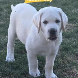 Labrador Retriever Puppies from Bougue Labradors