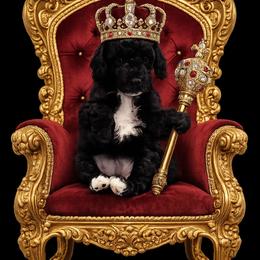 Queen of Spades - Parti female Poodle puppy in Daytona Beach, Florida from Beach Doodles