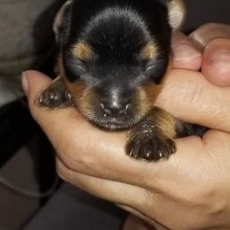 Yorkshire Terrier Puppies from Elite's Touch of Klas Yorkies