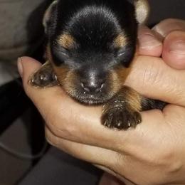 Yorkshire Terrier Puppies from Elite's Touch of Klas Yorkies