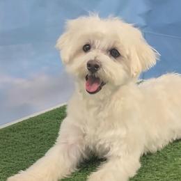 Lincoln - Maltese