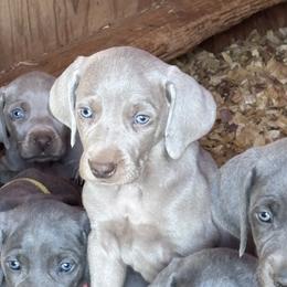 Duke - Gray male Weimaraner puppy in Pelzer, South Carolina from Weimaraners of South Carolina