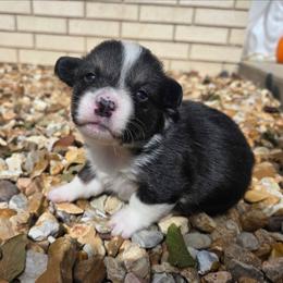 Checkers - Black and tan male American Corgi puppy in Midway, Arkansas from Wildlings & Wild Things Homestead