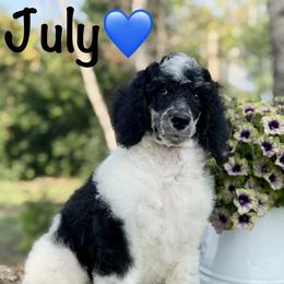 July - Parti male Poodle puppy in Lancaster, Minnesota from Richardville Hunde