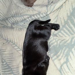 Latte - Black female Dachshund puppy in Nevada, Missouri from Backroad Fur Babies