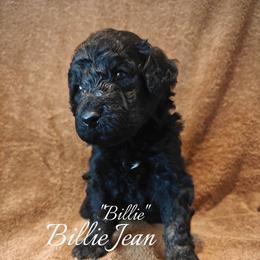 Billie - Black female Poodle puppy in Poplarville, Mississippi from Hatch & Homestead LLC