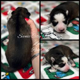 Lucy - Silver and white female Pomsky puppy in Rossville, Georgia from Scenic City Pomskies