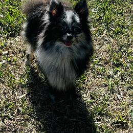 Scarlett - Pomeranian