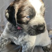 Pink collar - Sporty Mix puppy in Ferndale, Washington from Juanita’s Springers