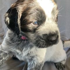 Pink collar - Sporty Mix puppy in Ferndale, Washington from Juanita’s Springers